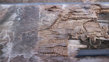 plywood decking rot